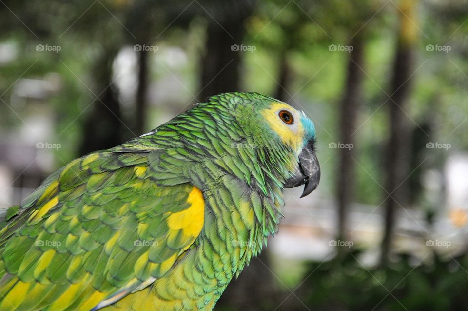 green parrot in Rimini