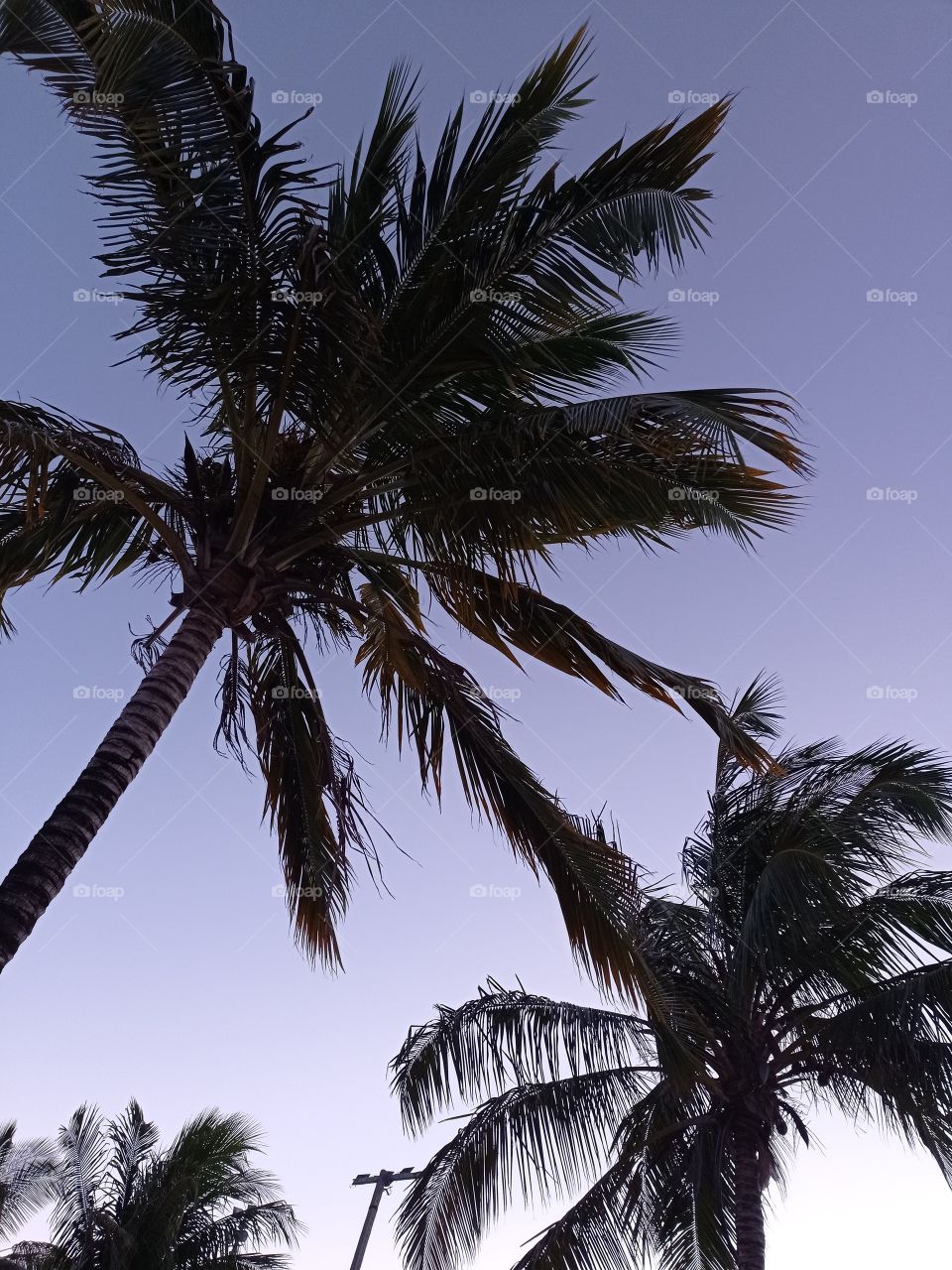 apenas dois coqueiros e um céu perfeitamente colorido