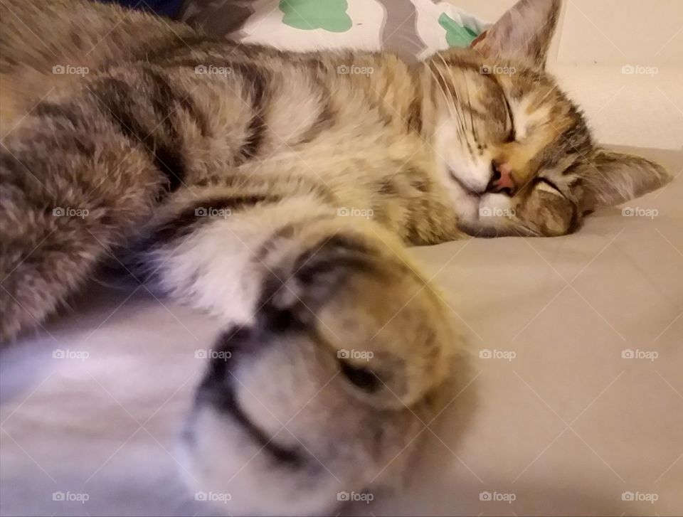 Sleeping kitty