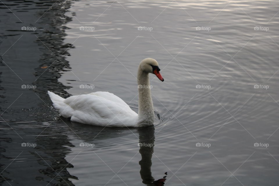 Swan