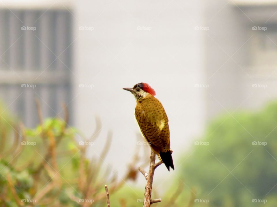 Sombrero rojo - Red Hat