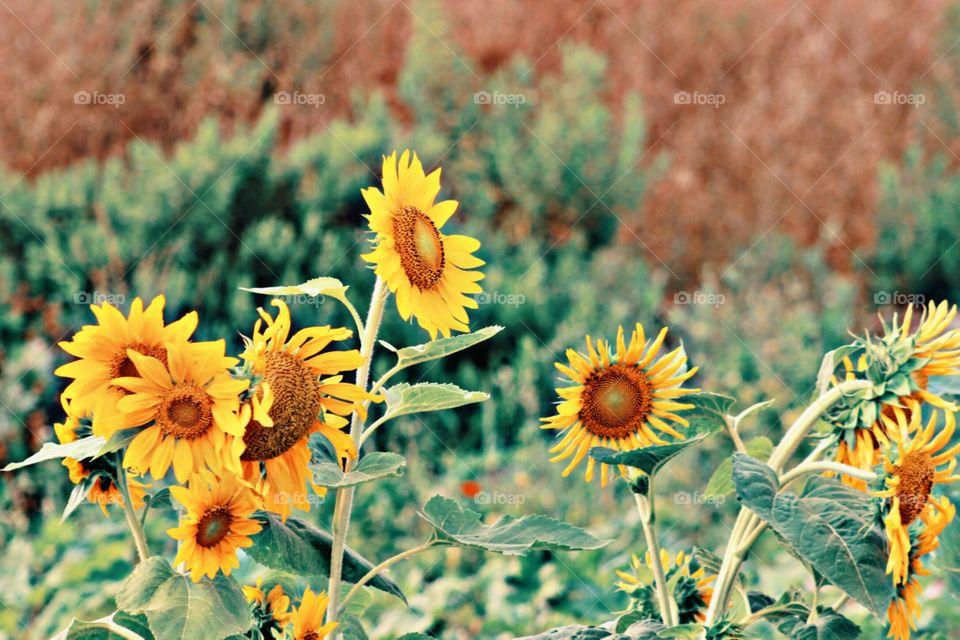 Yellow Flowers Best Click My Photo