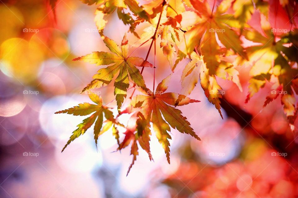 Fall Leaves, orange.