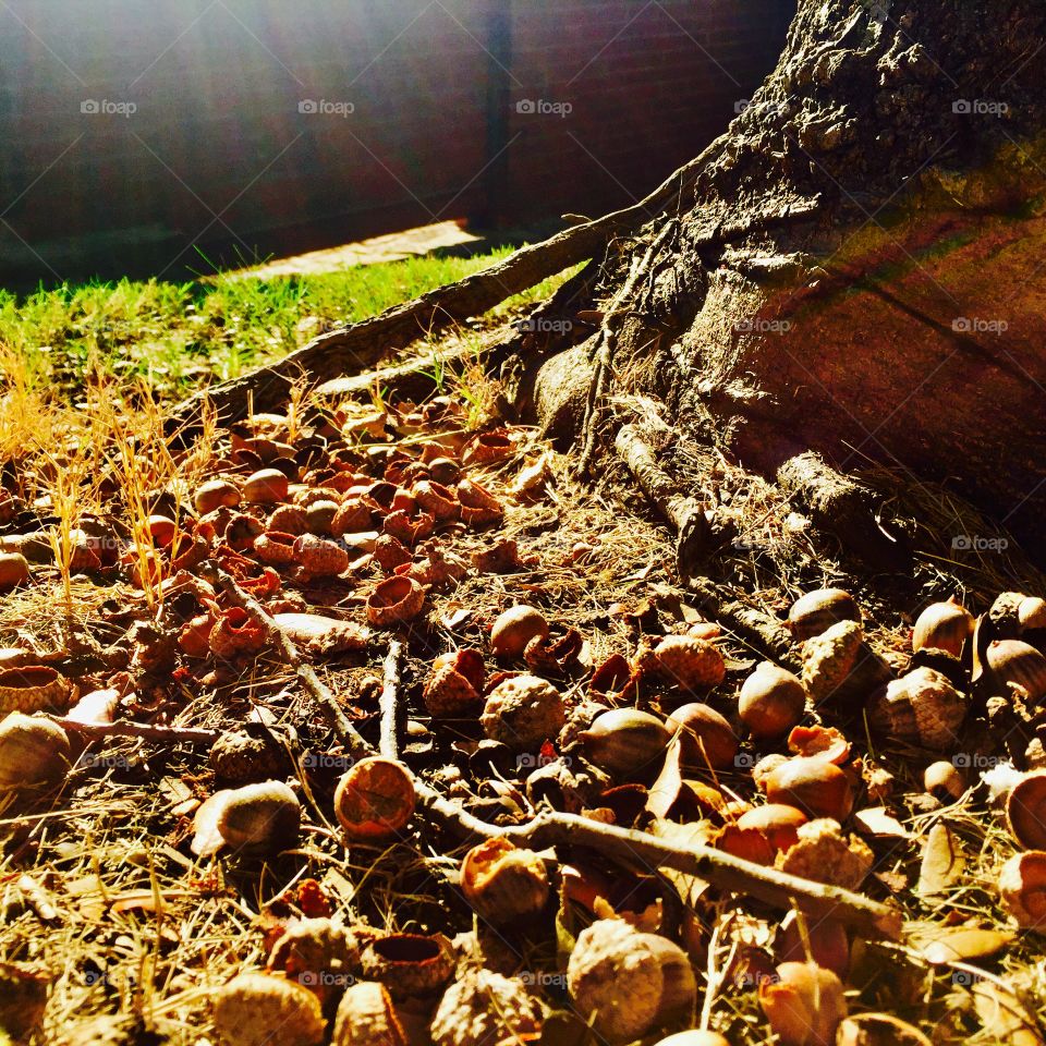 Fallen acorns under a tree