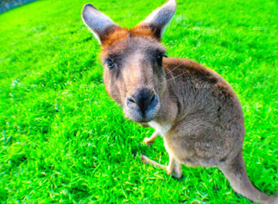 Australian Kangaroo Portrait.