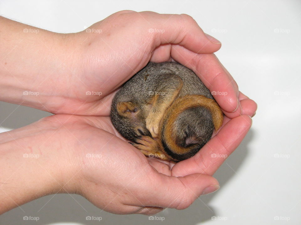 Baby Squirrel . Rescued a baby squirrel 