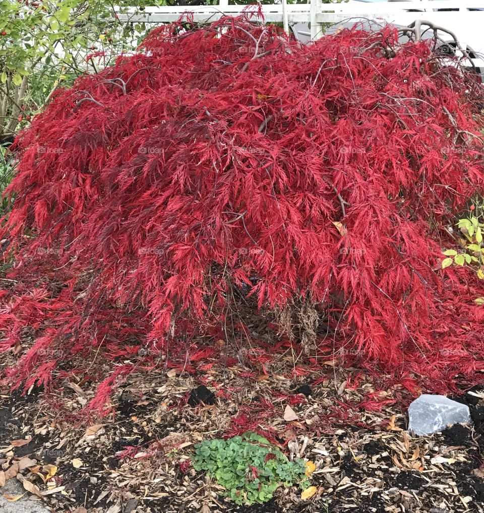 Weeping red maple