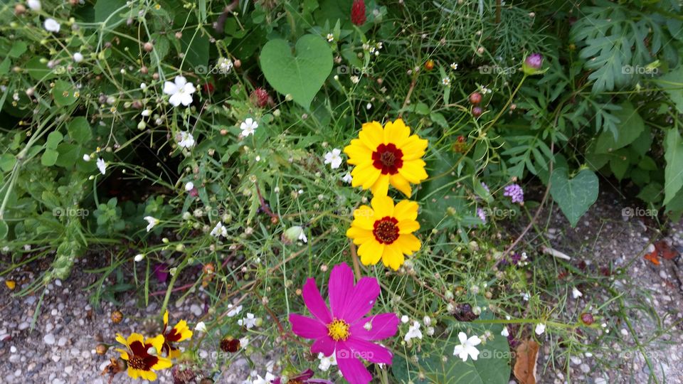 Flower, Nature, Flora, Summer, Garden