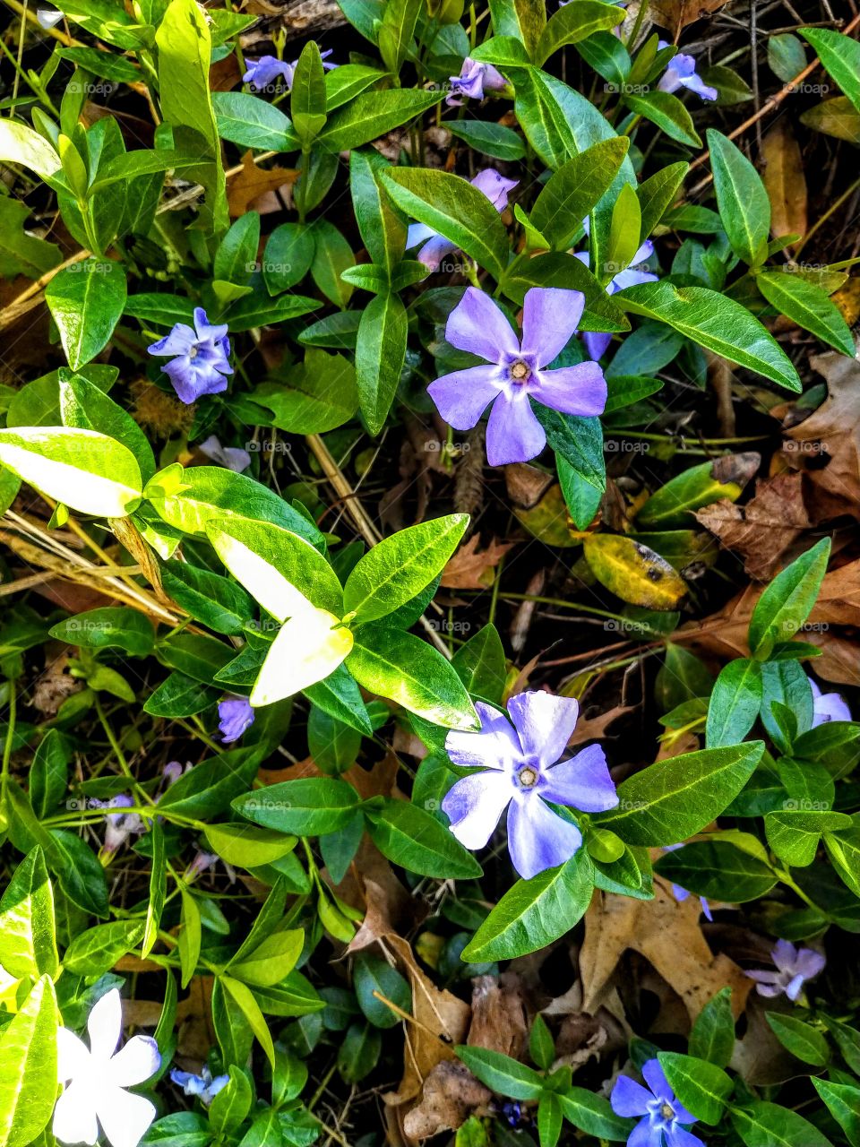 Little purple flowers