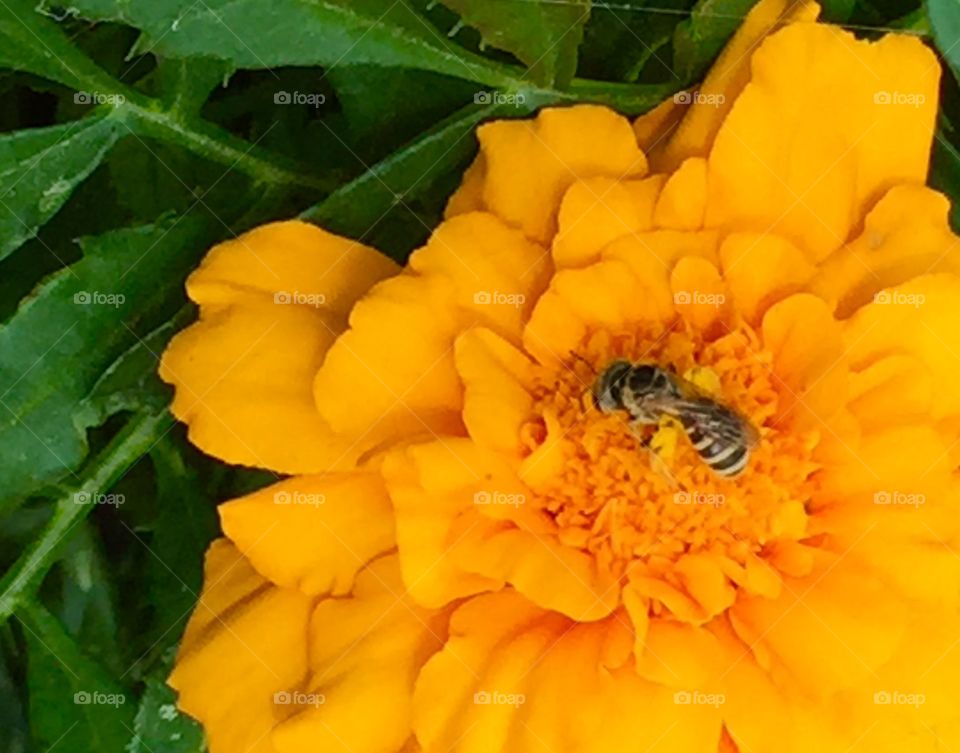 Native Bee on a marigold flower 