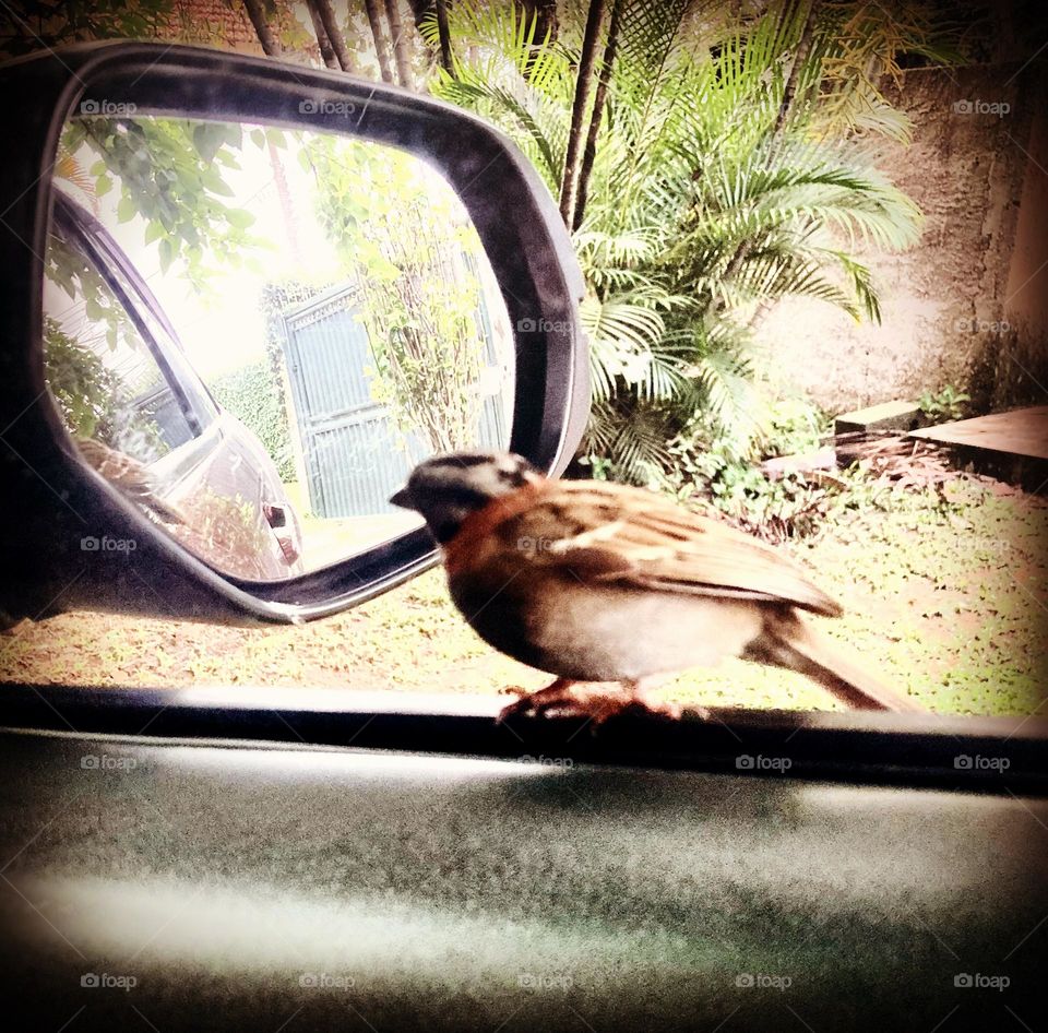 🇧🇷 Passarinho narcisista…?
Se admira no espelho ou fica brigando, achando que a sua imagem é de outro pássaro?

🇺🇸 Narcissistic little bird…?
Do you admire yourself in the mirror or do you fight, thinking that your image is that of another bird?