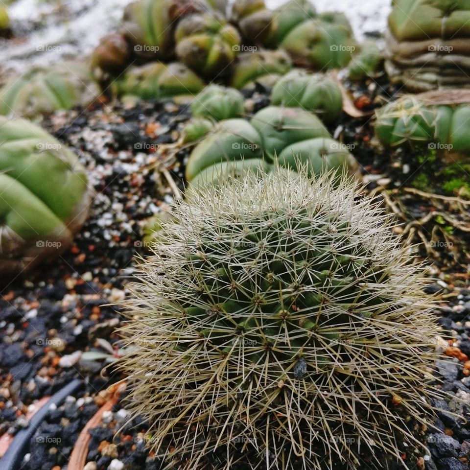Cactus Garden Close up