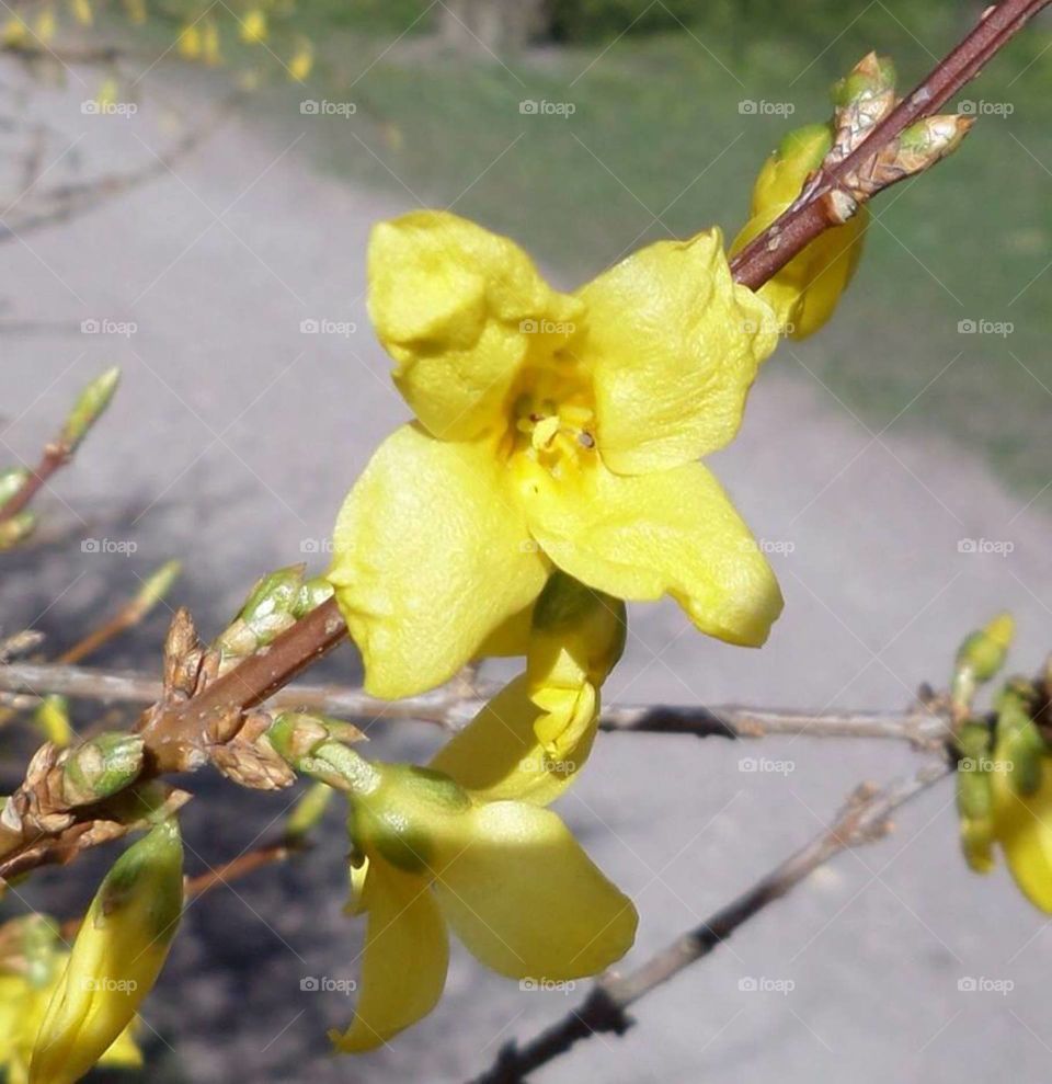 Golden tree. Forsythia