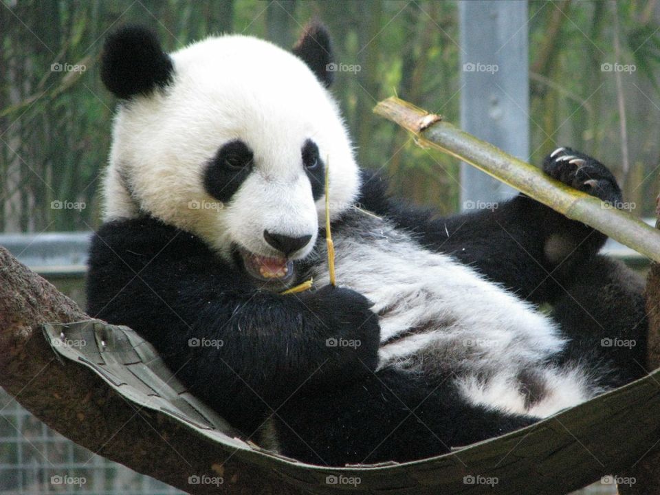 Cute panda eating bamboo 
