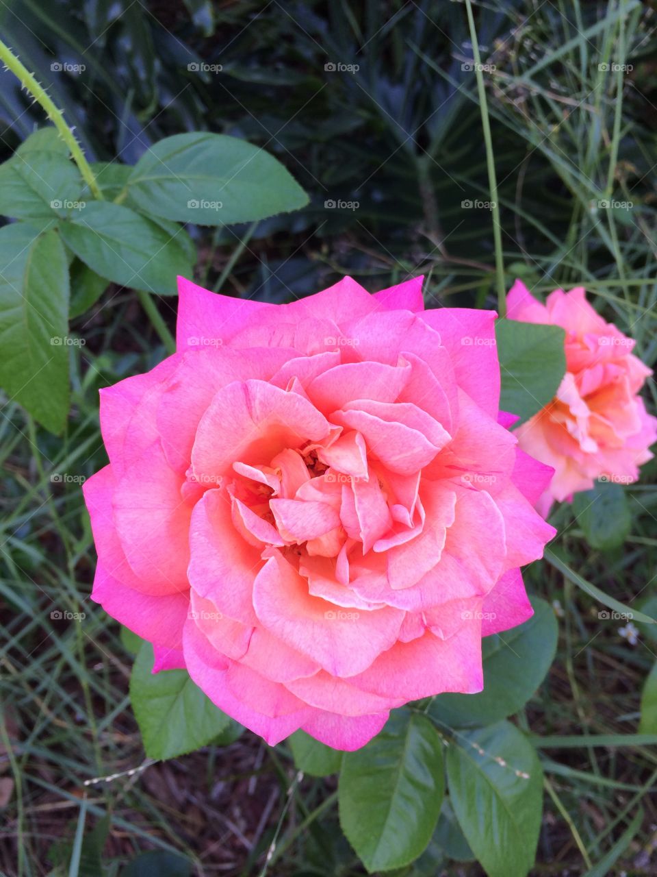Pink Tea Rose