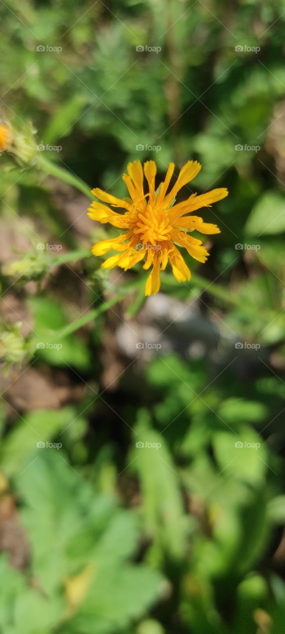 Leontodon hispidus L.