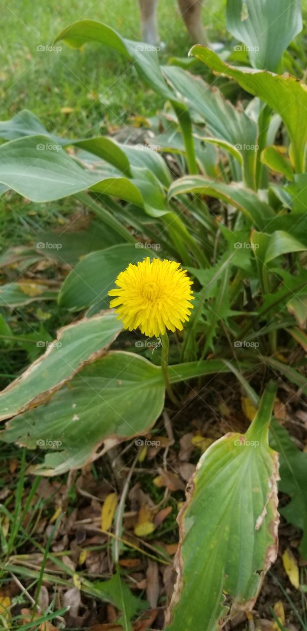 a dandelion I saw on a walk with my dog. I thought it looked nice. its truly a stunning shot.