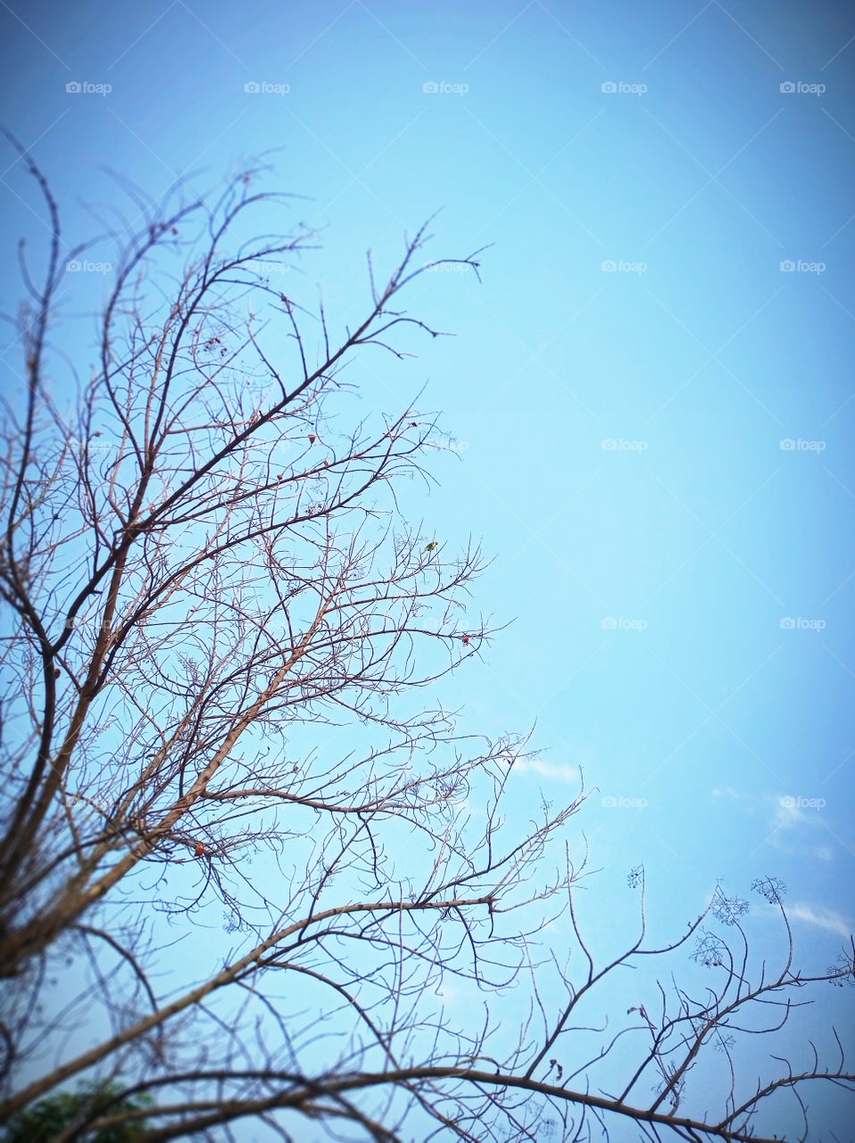 parrot on the dry tree