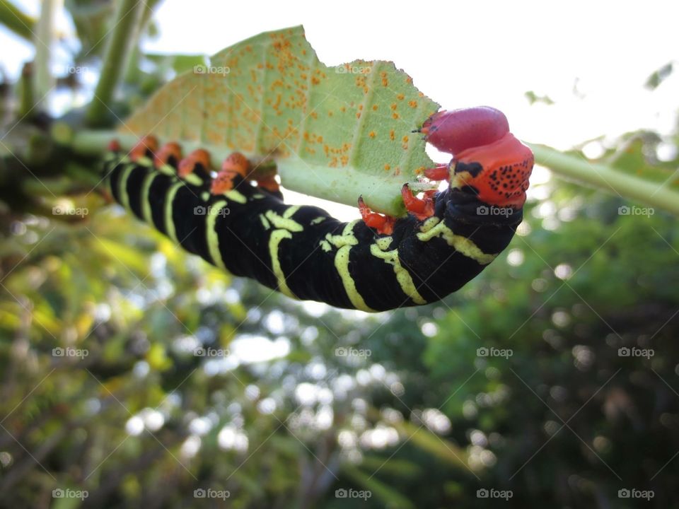 Munching caterpillar . St. Thomas, USVI 