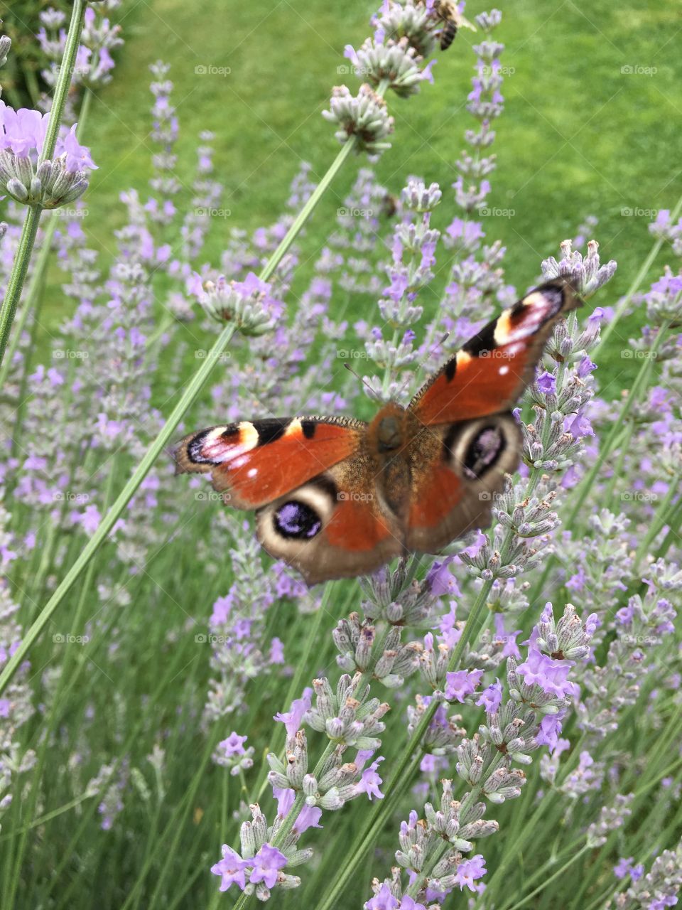 butterfly (IPHONE SE) in my garden switzerland