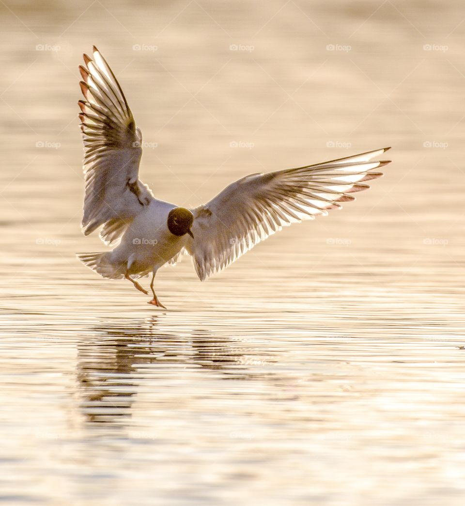 Blackheaded Gull