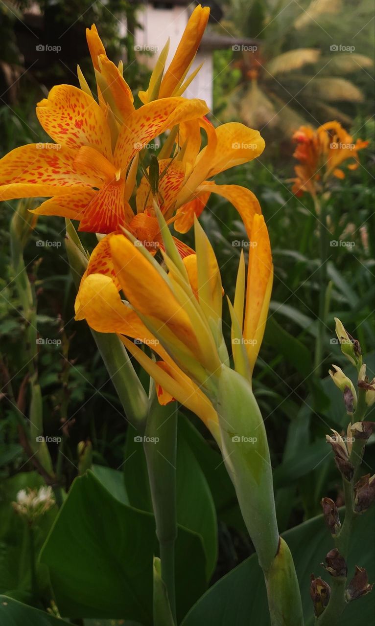 Canna Yellow King Humbert 