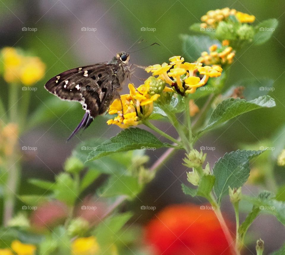 Garden guest