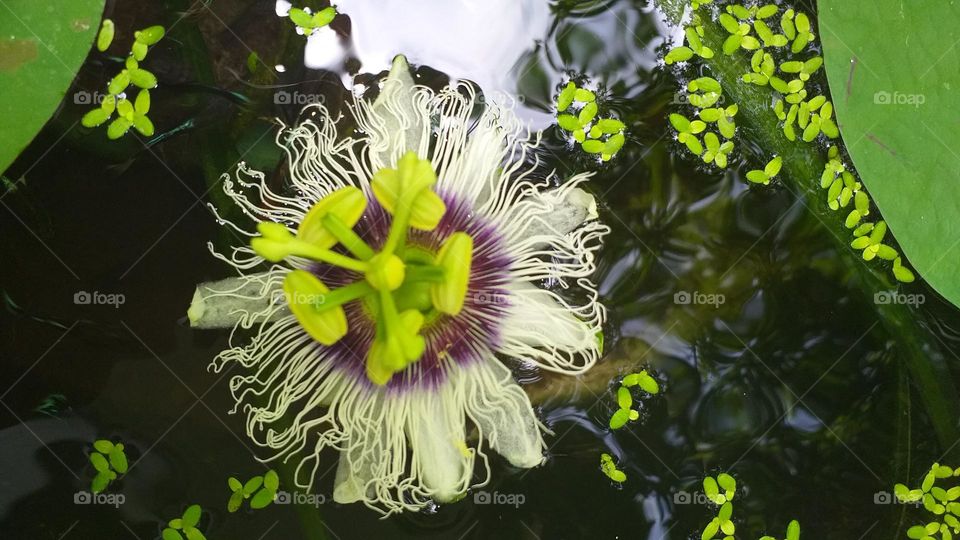 Flower in water