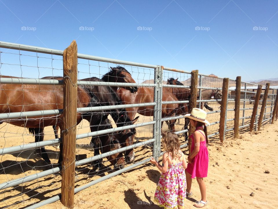 Mustang girls. Brought my granddaughters out to appreciate these magnificent creatures. 