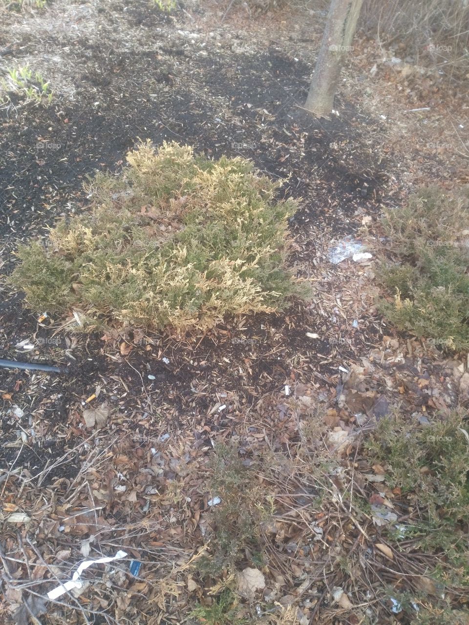 getting ready for spring