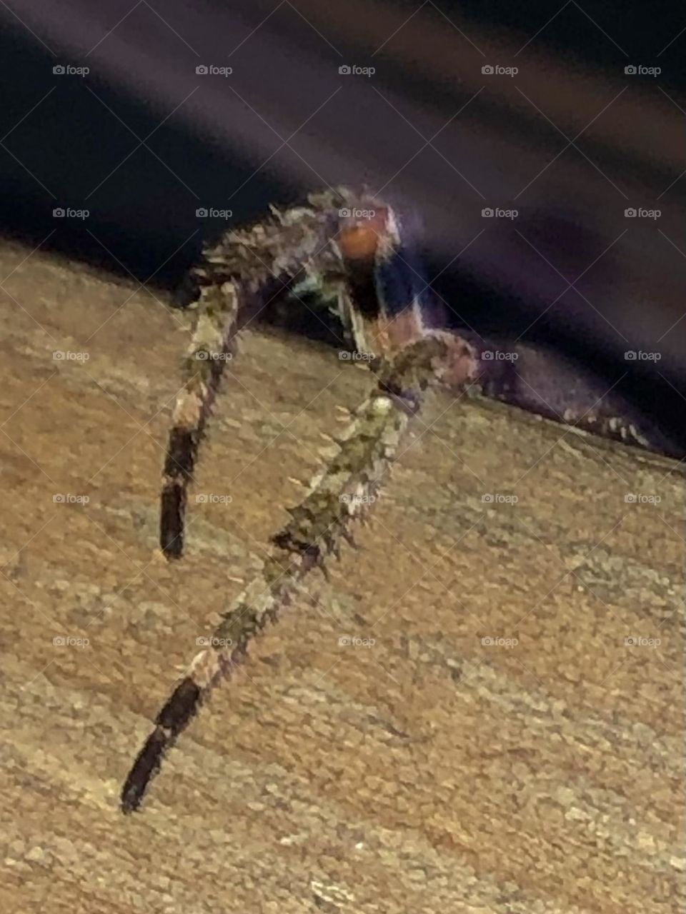 Two spider legs resting on my arm rest of MY rocking chair on the porch. Not very happy this morning 😵‍💫