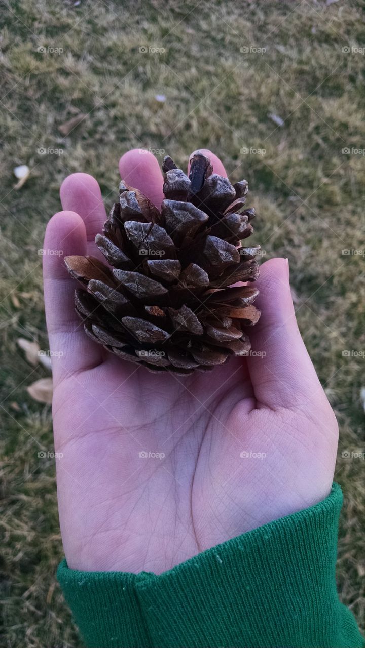 Pine Cone In Hand