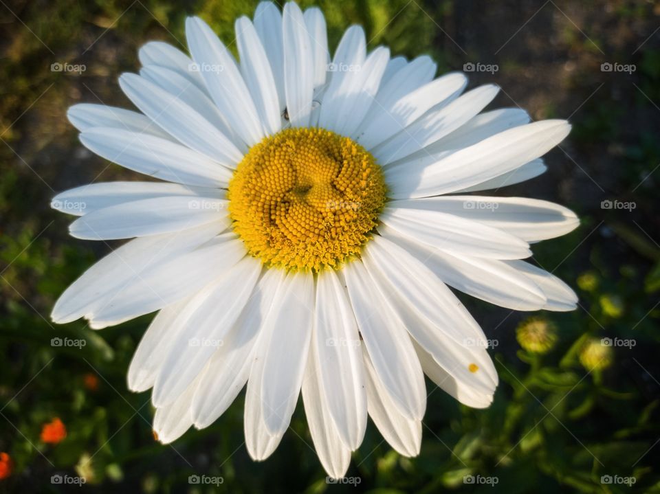 Big chamomile flower close-up.