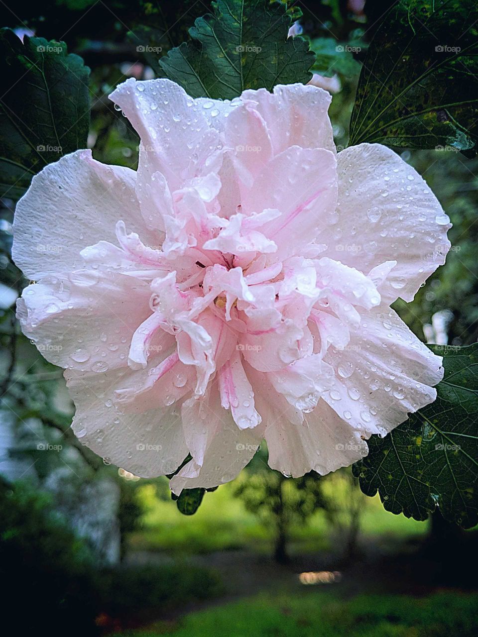 rain flower