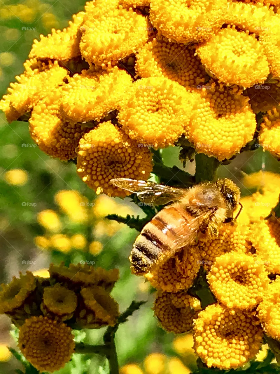 Honey Bee