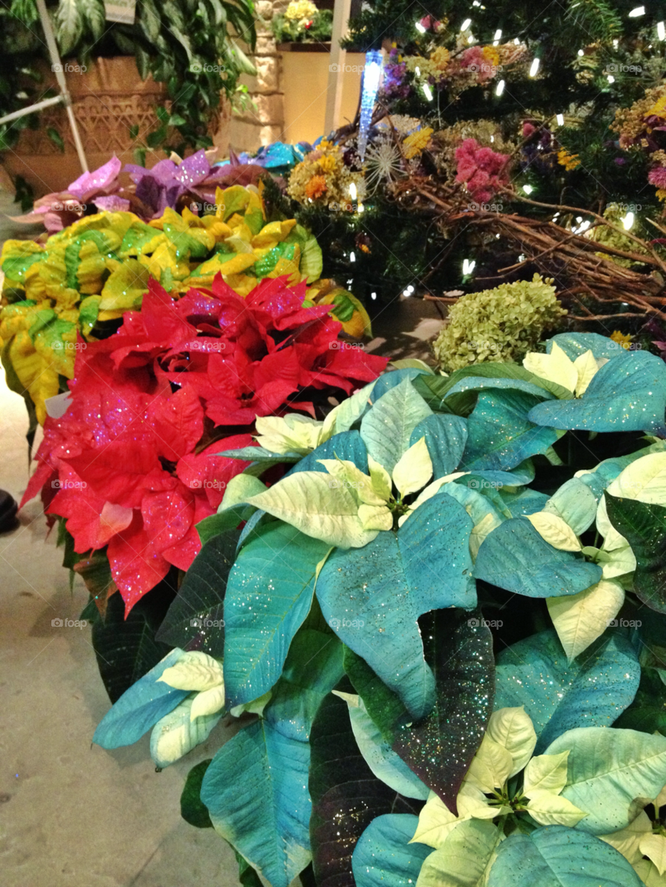 snow winter flowers light by somebeach