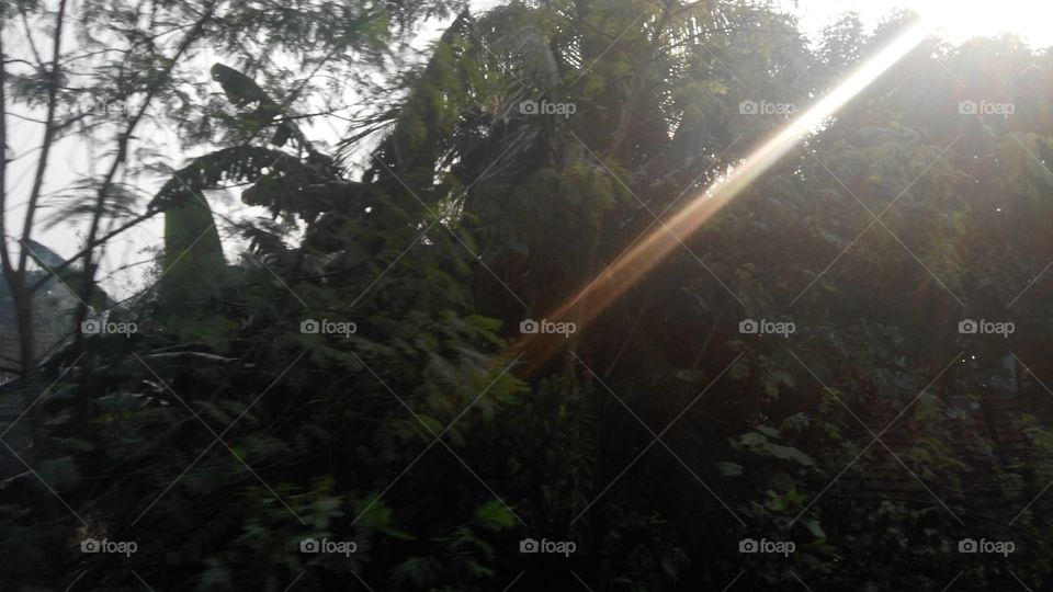 Lens Flare between the woods