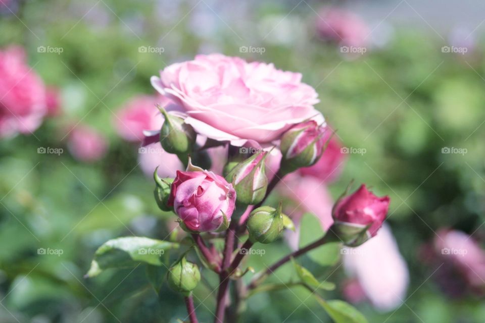Beautiful pink rose with buds