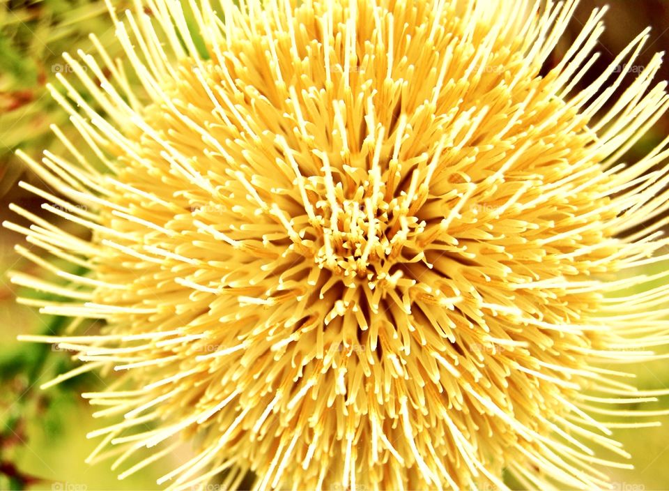 Extreme close-up of a yellow flower