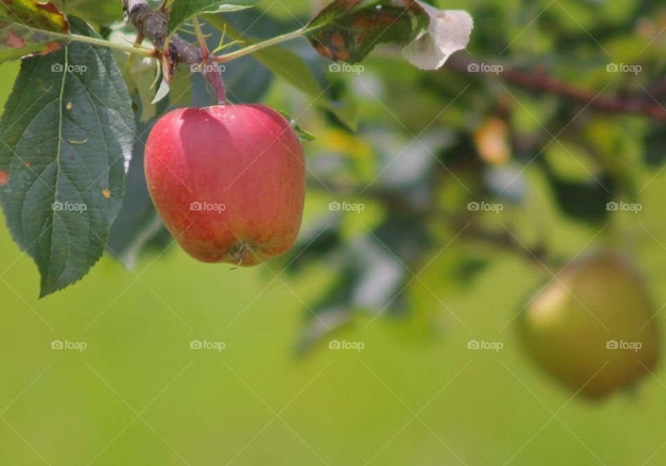 Apples Tree