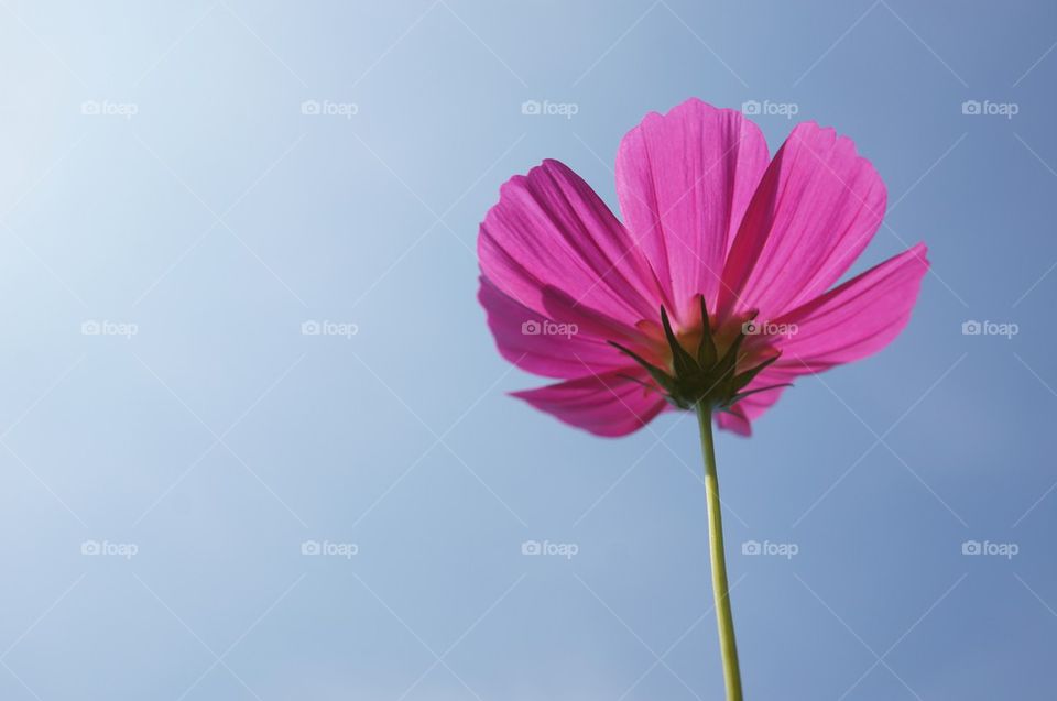 Cosmos Flower