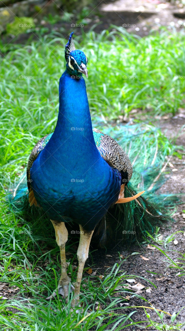 Peacock