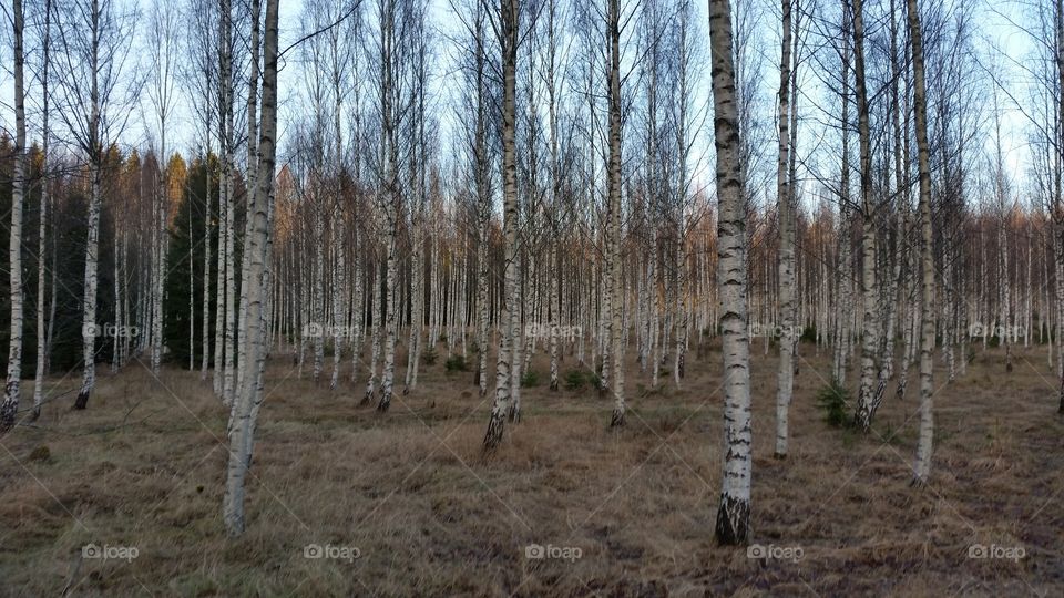 White trees called Björk 2