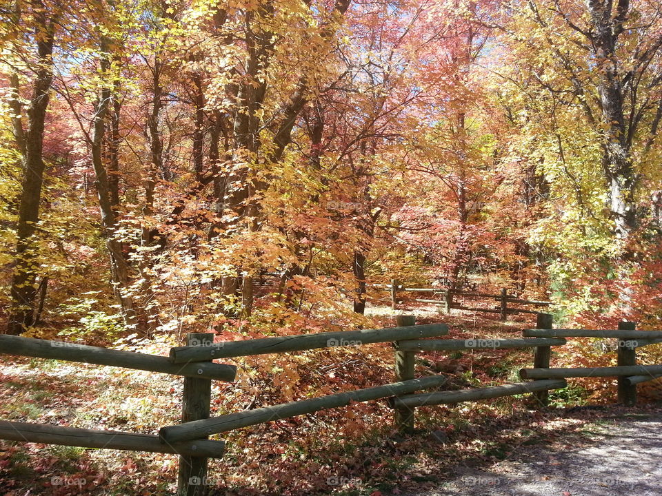 View of autumn trees and fence