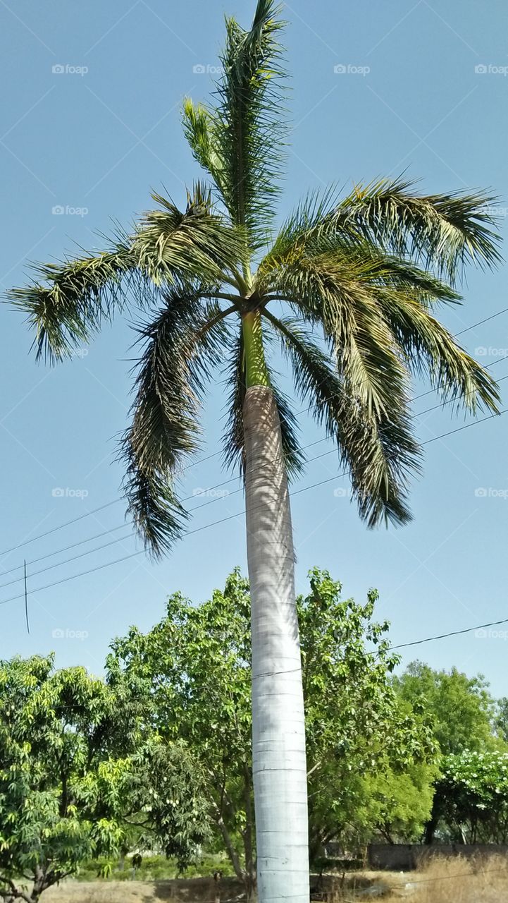 Beautiful palm tree.