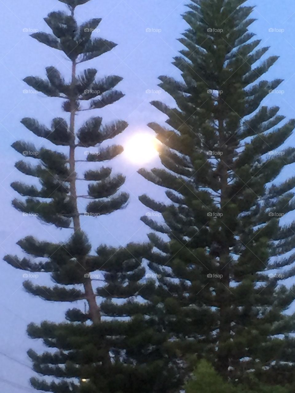 Moon Between Trees 