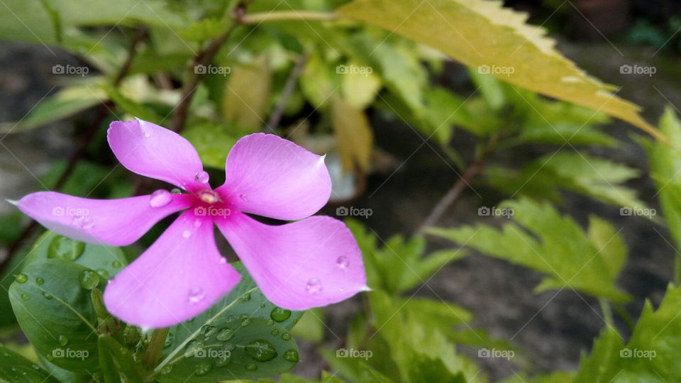 Flower with droplets