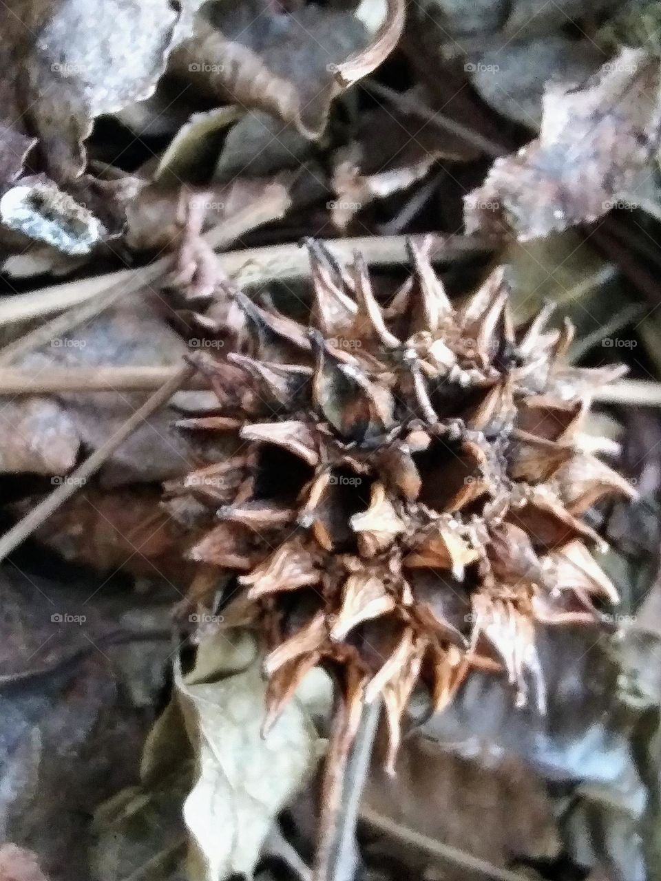 spikey seed