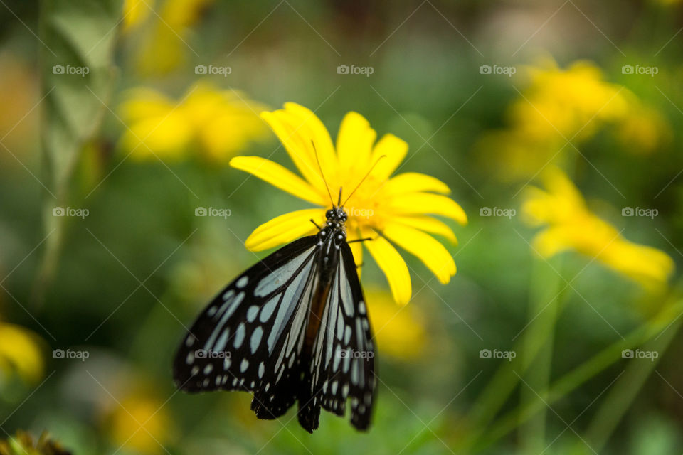 I found this butterfly in a garden in Malaysia 