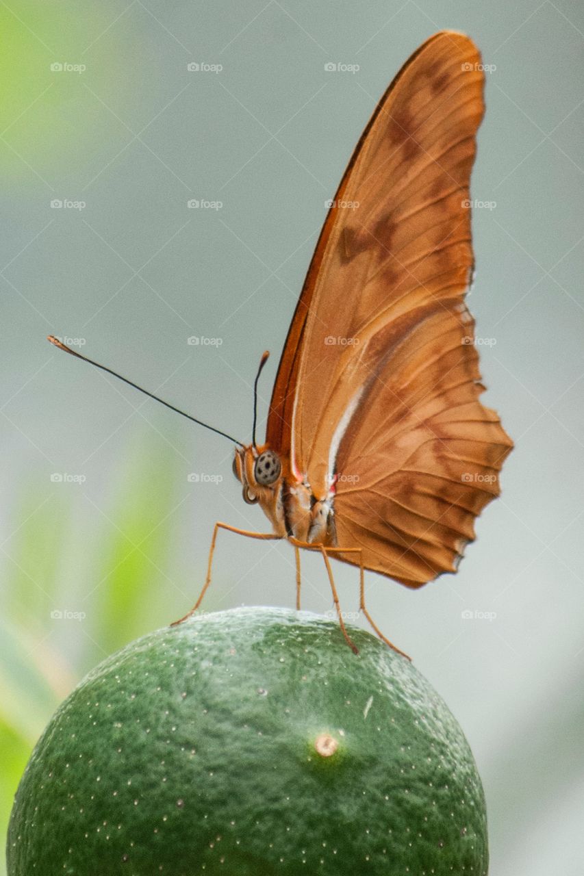 Butterfly on orange tree